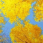 LG 55UQ75006 ID 55 4K UHD Smart LED TV — α5 Gen5 AI, HDR10, webOS