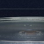 Микроволновка  SAMSUNG MS23T5018AK